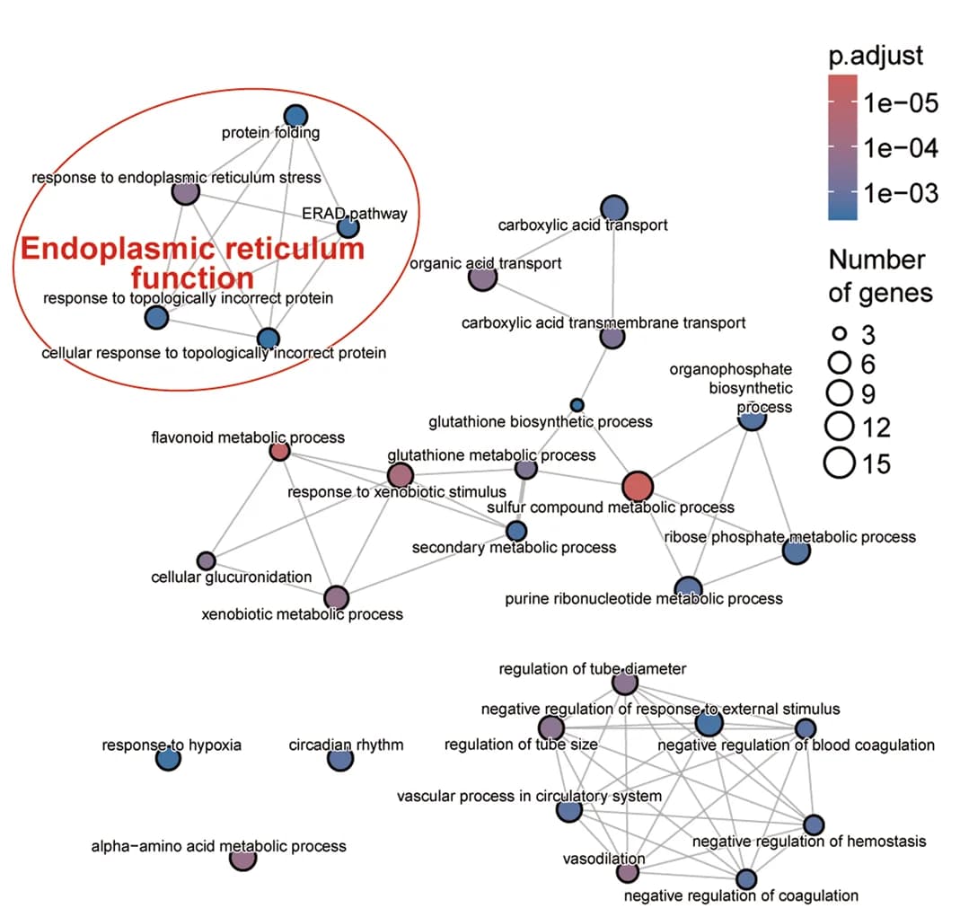 Open access visualization of Network, Pathway, GO pathway enrichment analysis, MLKL-KO Hepa 1-6-luc cells, Control cells