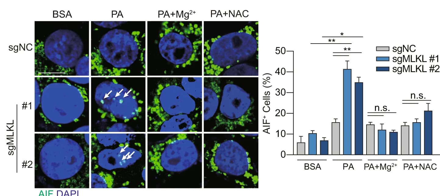 Open access visualization of Bar Plot, Microscopy, Error Bars, AIF Staining, MLKL-KO Hepa 1-6 Cells