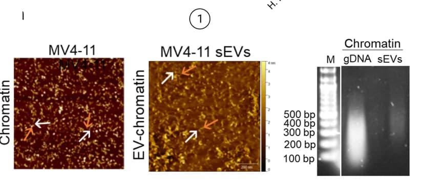 Open access visualization of Microscopy, Gel, AFM, Chromatin, DNA filaments