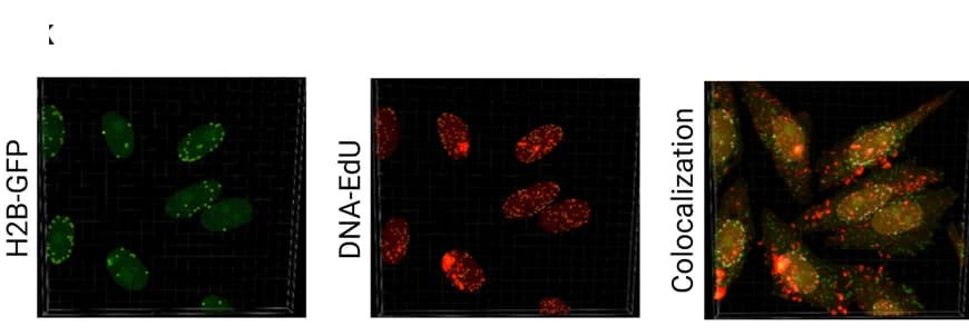 Open access visualization of Microscopy, Confocal images, H2B-GFP, EV-DNA, Cell compartments