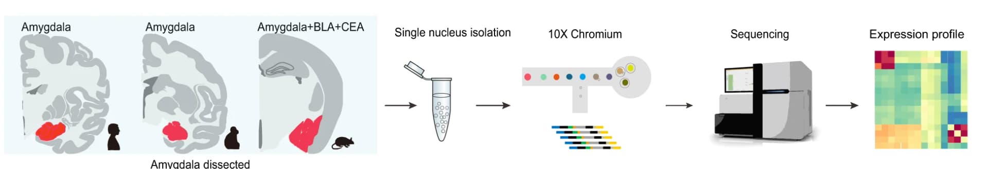Open access visualization of Workflow, Illustration, Heatmap, Study Design, 10x Genomics