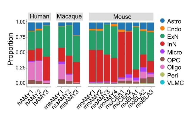 Open access visualization of Stacked Bar Plot, Cell Classes, Human, Macaque, Mouse