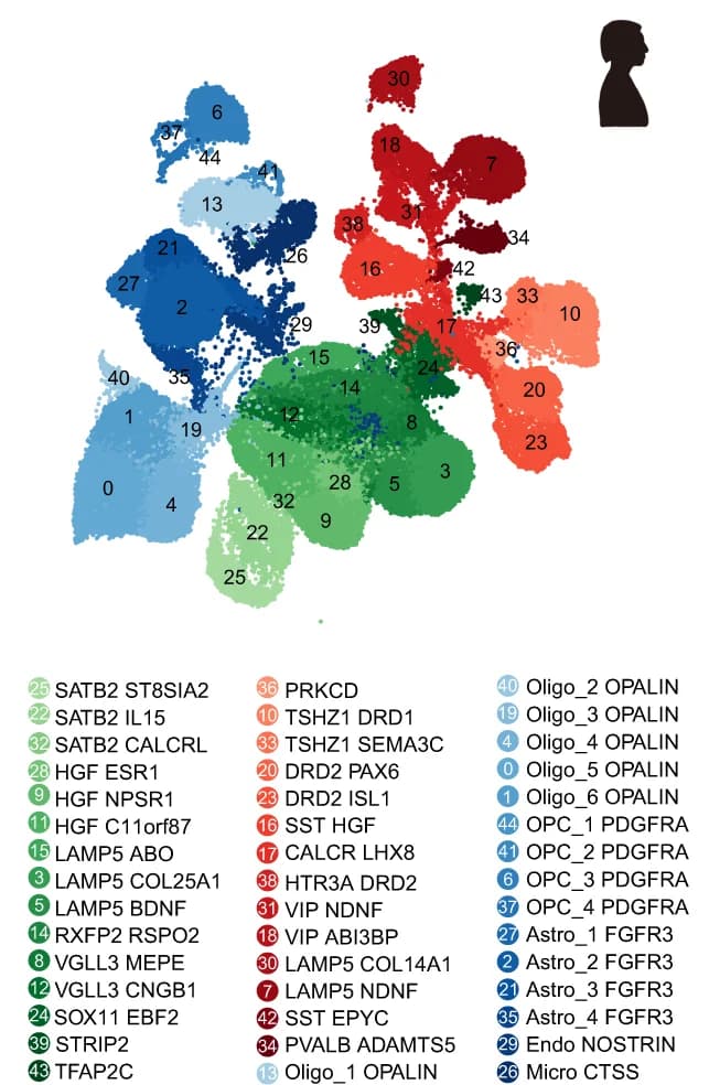 Open access visualization of Scatter Plot, UMAP, UMAP Plots, Clusters, Mouse