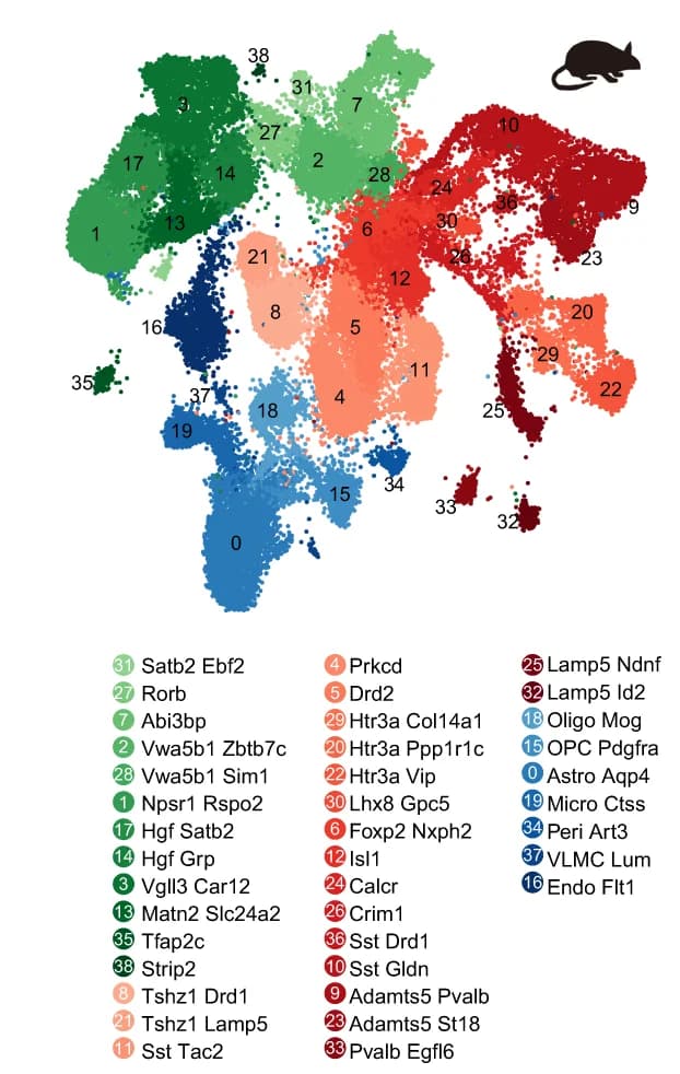 Open access visualization of Scatter Plot, UMAP, UMAP Plots, Clusters, Human
