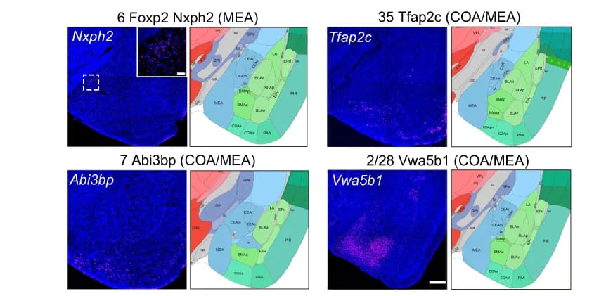Open access visualization of Microscopy, Illustration, Spatial Expression Patterns, Mouse Cell-Type Marker Genes, Mouse Amygdala