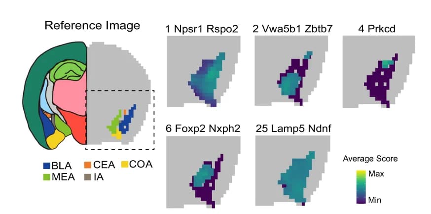 Open access visualization of Heatmap, Spatial Expression Patterns, Differentially Expressed Genes, Mouse Cluster, Amygdala