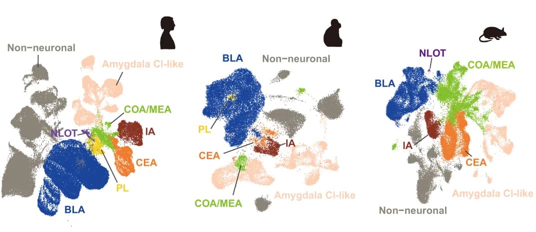 Open access visualization of UMAP, UMAP Embedding, Human Amygdala, Macaque Amygdala, Mouse Amygdala