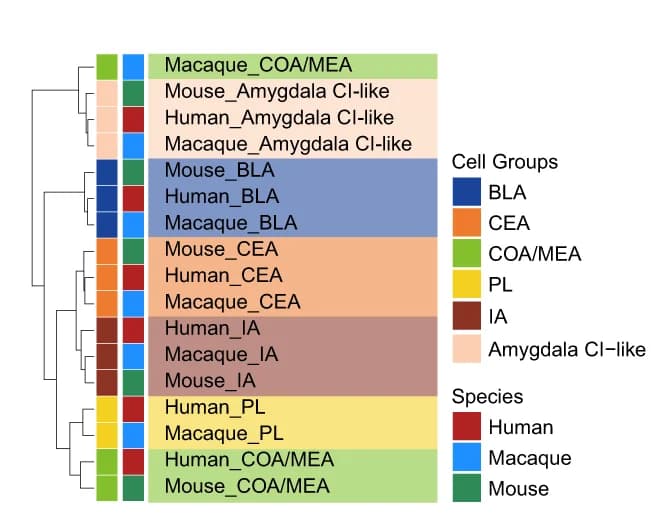 Open access visualization of Heatmap, Clustered, Hierarchical Clustering, Amygdala Cell Groups, Area Under the Receiver Operator Characteristic Curve