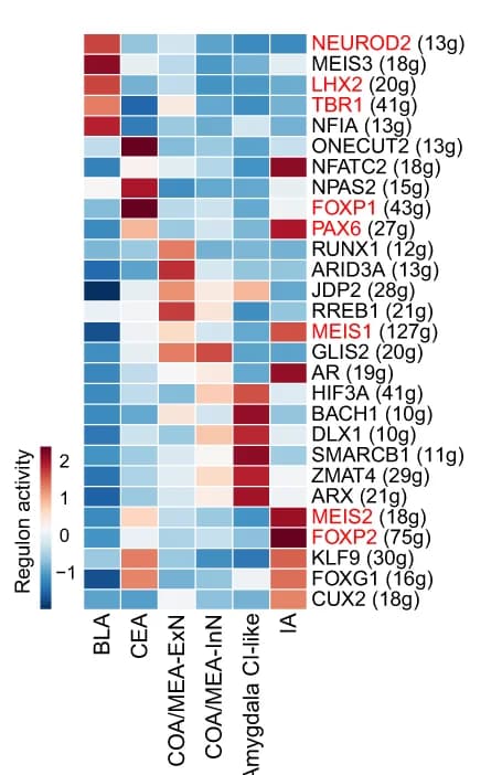 Open access visualization of Heatmap, Heat Map, TF Regulon Activity, Amygdala Cell Group, Regulon Gene Set