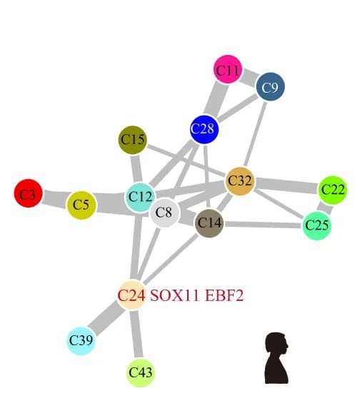 Open access visualization of Network, Pathway, PAGA Graph, Developmental Trajectories, Human Excitatory Neuronal Clusters