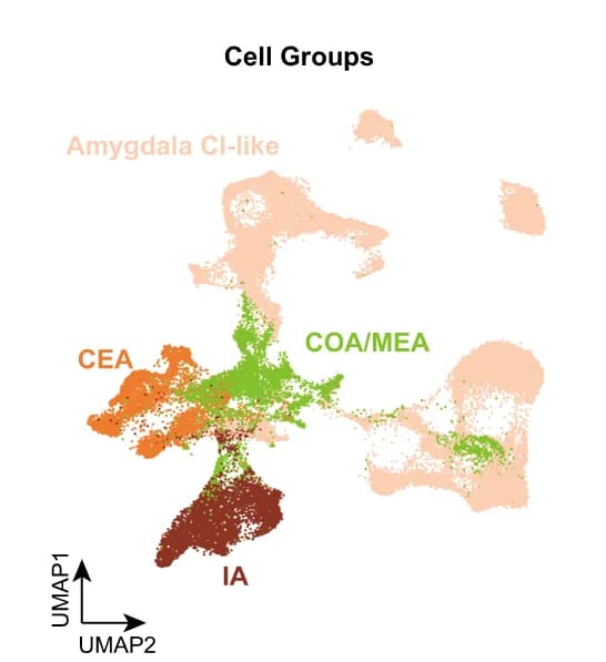 Open access visualization of UMAP, Scatter Plot, UMAP Embedding, Inhibitory Neurons, Human