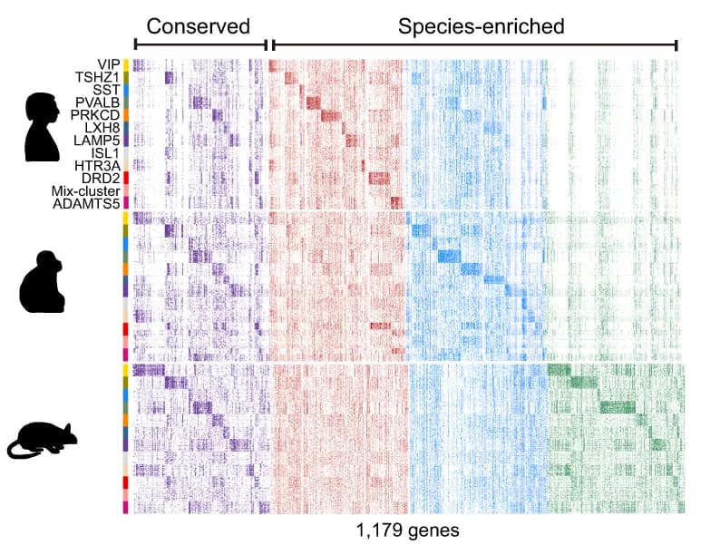 Open access visualization of Heatmap, Heat Map, Gene Expression, Conserved Genes, Species-Enriched Genes