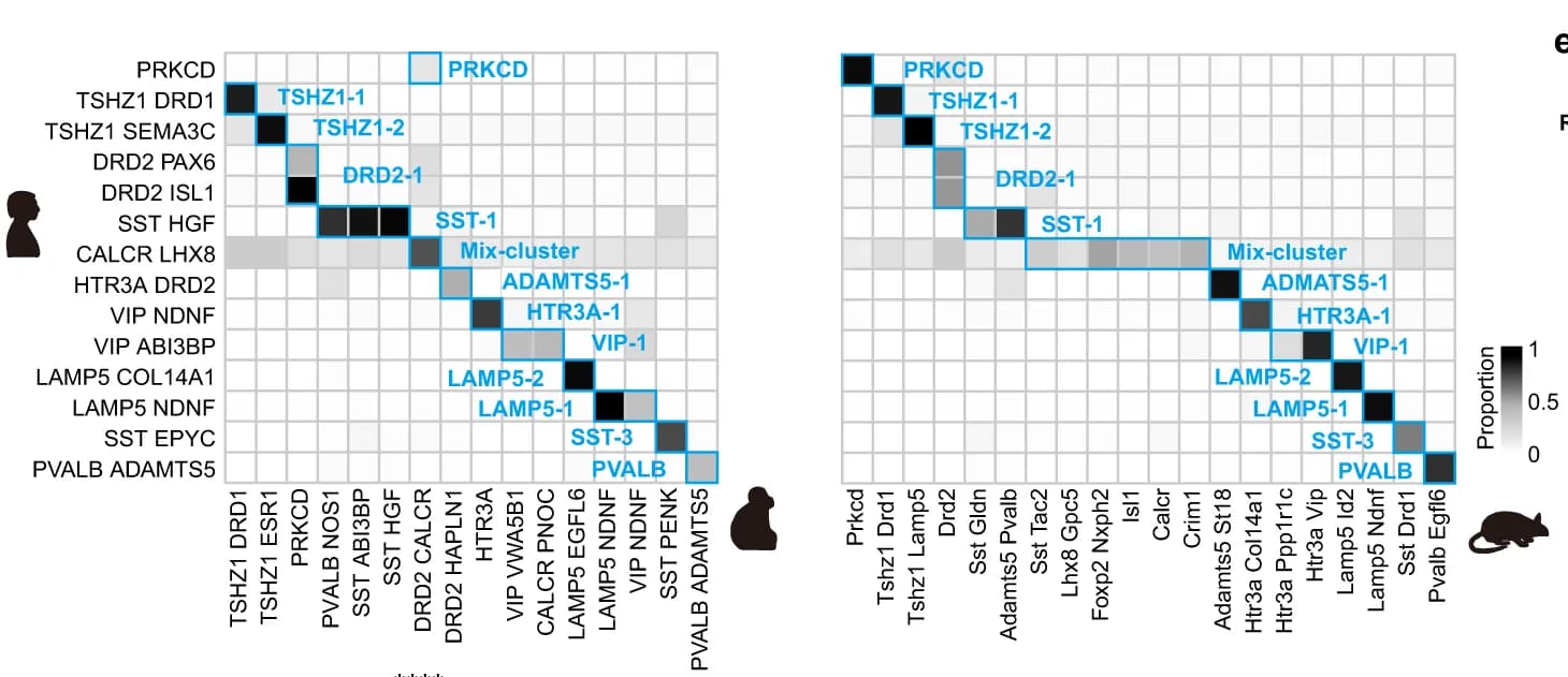 Open access visualization of Heatmap, Clustered, Nuclei Proportion, Human, Macaque