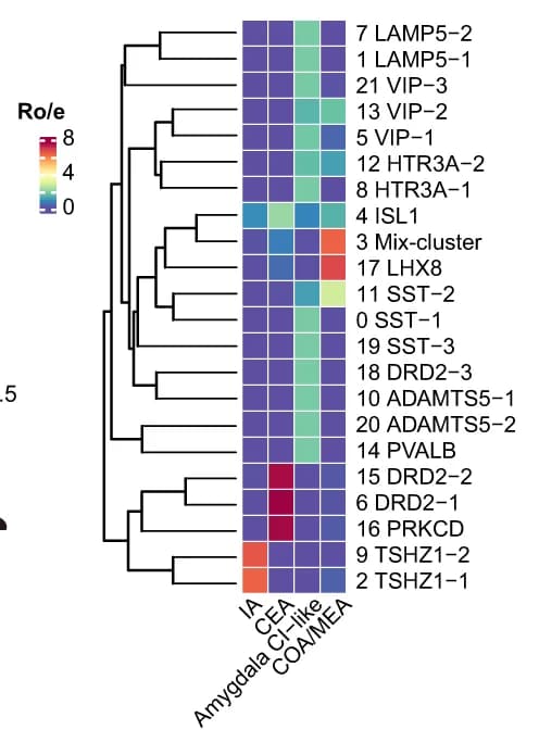 Open access visualization of Heatmap, Clustered, Dendrogram, Hierarchical Clustering, Inhibitory Neuronal Cell Types