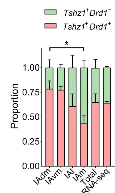 Open access visualization of Stacked Bar Plot, Error Bars, Neuron Proportion, Tshz1 + Drd1 + Neurons, Tshz1 + Drd1 - Neurons