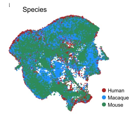 Open access visualization of Scatter Plot, UMAP, PCA, BLA, Excitatory Neurons