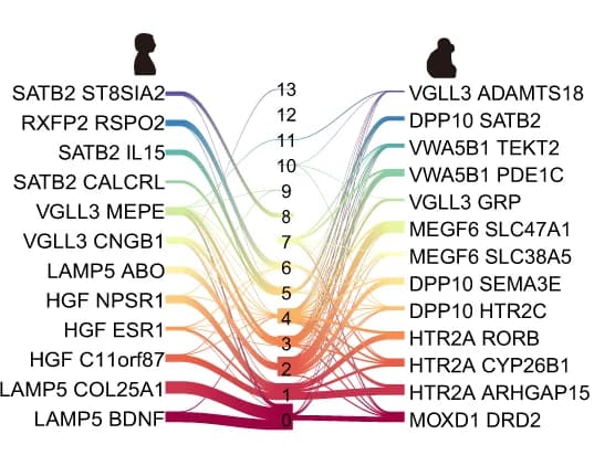 Open access visualization of Sankey, River Plots, Cell Types, Human, Macaque