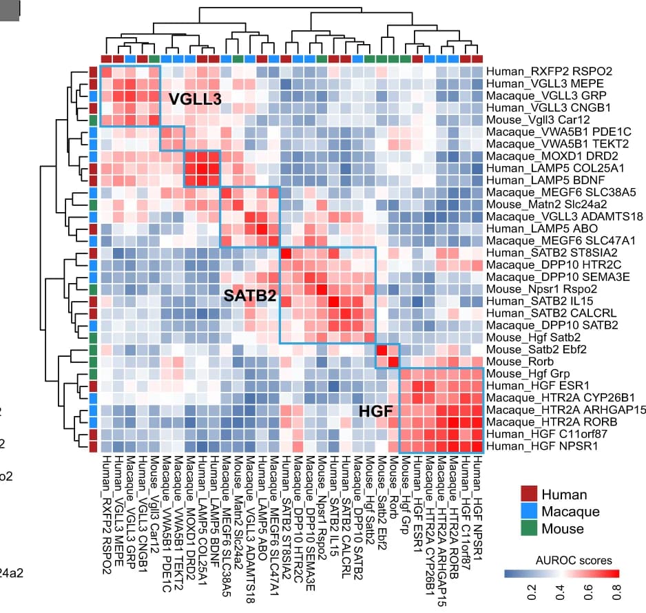 Open access visualization of Heatmap, Clustered, Heat Map, AUROC Scores, MetaNeighbor