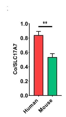 Open access visualization of Bar Plot, Error Bars, Clustered, SLC17A7+ LAMP5+ Cells, SLC17A7+ Cells