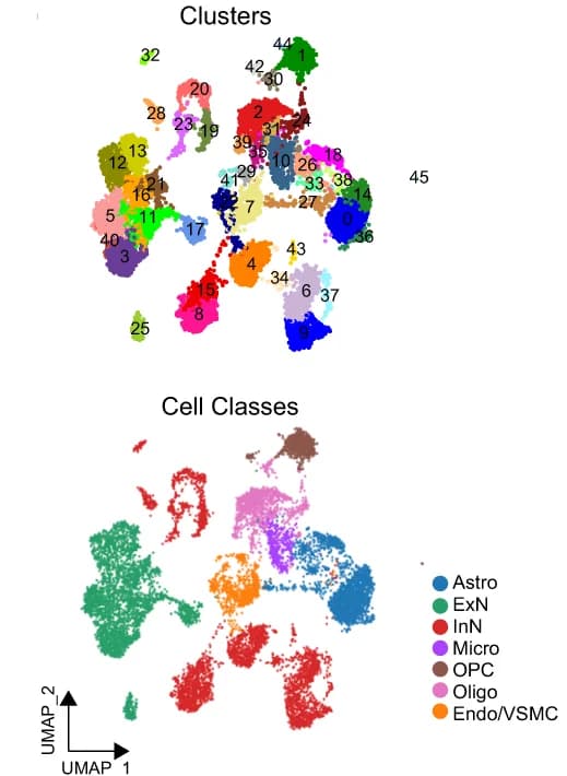 Open access visualization of UMAP, Scatter Plot, UMAP Embedding, Chicken Datasets, Nuclei
