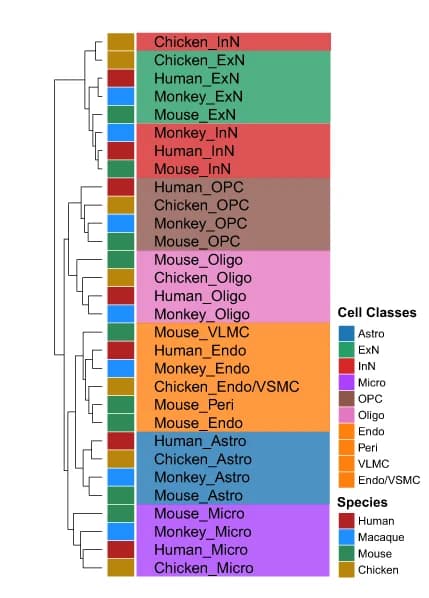 Open access visualization of Heatmap, Clustered, Unsupervised Hierarchical Clustering, Cell Classes, AUROC Scores