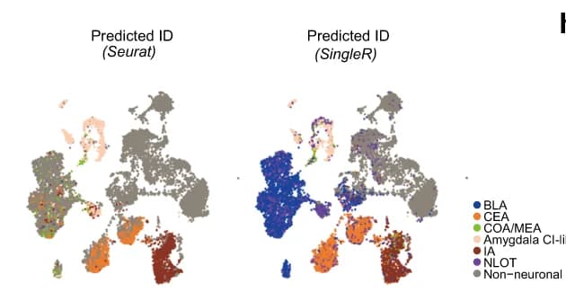Open access visualization of Scatter Plot, UMAP, UMAP Embedding, Chicken Datasets, Nuclei
