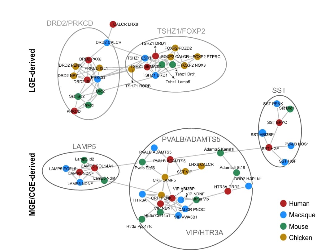 Open access visualization of Network, Pathway, Network Plots, Inhibitory Neurons, AUROC Score