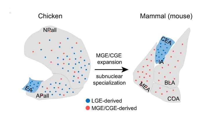Open access visualization of Illustration, MGE/CGE, Expansion, Subnuclear Specialization, Evolution