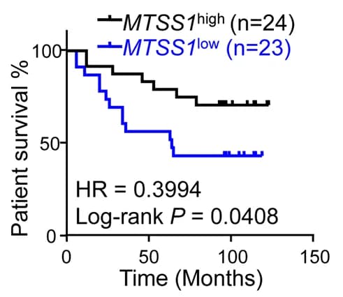 Open access visualization of Survival Curve, Line Plot, Kaplan-Meier Survival Analysis, STPH Patients, MTSS1 mRNA Expression