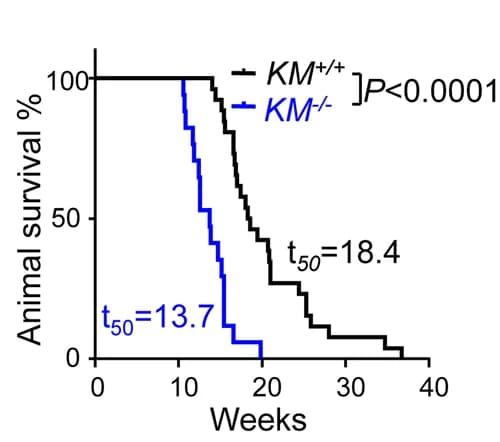 Open access visualization of Line Plot, Line Step, Survival Curve, Lung Cancer Development, Mice