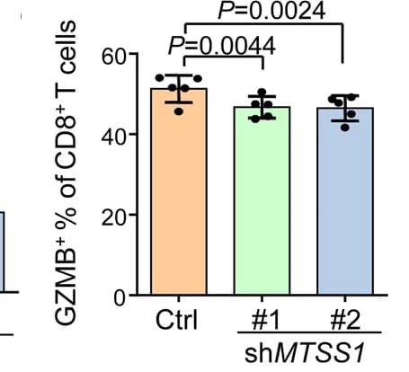 Open access visualization of Bar Plot, Error Bars, Immunohistochemistry, GZMB+ CD8+ T Cells, H1975 Tumors