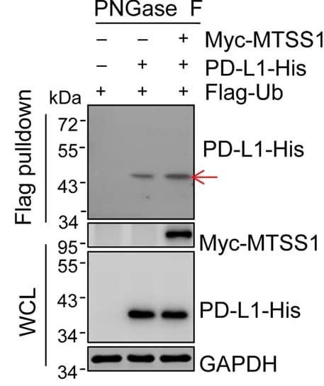 Open access visualization of Gel, PD-L1, Ubiquitination, HeLa Cells, PNGase F