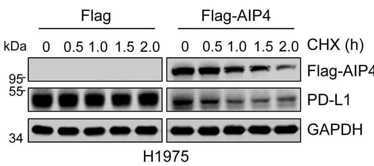 Open access visualization of Gel, PD-L1, Protein Levels, H1975 Cells, AIP4