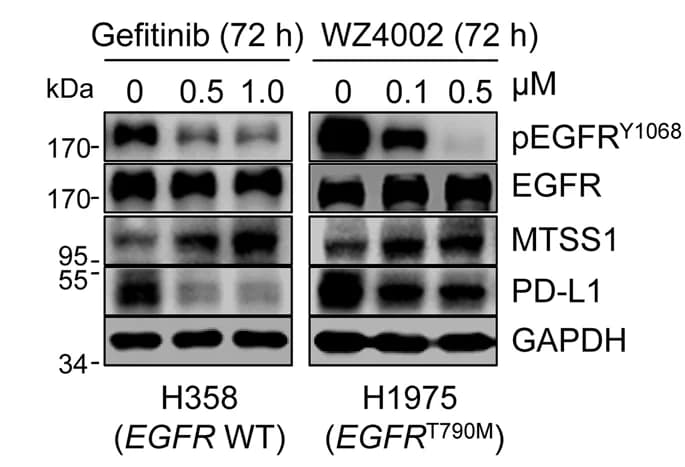 Open access visualization of Gel, Immunoblots, H358 Cells, Gefitinib, H1975 Cells