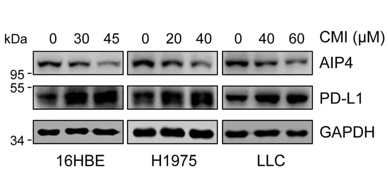 Open access visualization of Gel, Immunoblots, PD-L1, AIP4, Cell Lines
