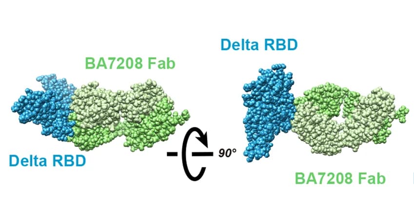 Open access visualization of Protein Structure, BA7208-Fab, Fab Light Chain, Fab Heavy Chain, Delta Spike-RBD