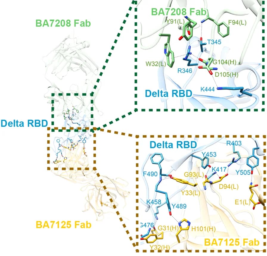 Open access visualization of Protein Structure, Chemical Structure, Fabs, Delta RBD, Hydrogen Bonds