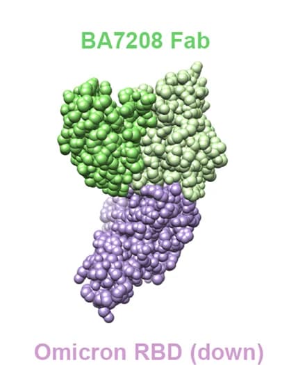 Open access visualization of Protein Structure, BA7208-Fab, Omicron Spike-RBD, Down Conformation