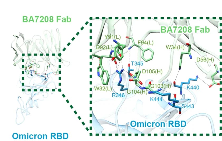 Open access visualization of Protein Structure, Chemical Structure, 7208-Fab, Omicron RBD, Hydrogen Bonds