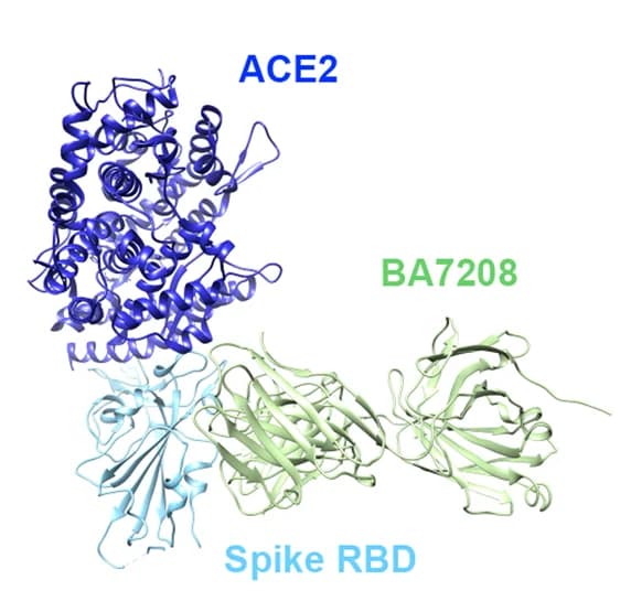 Open access visualization of Protein Structure, RBD, BA7208-Fab, ACE2