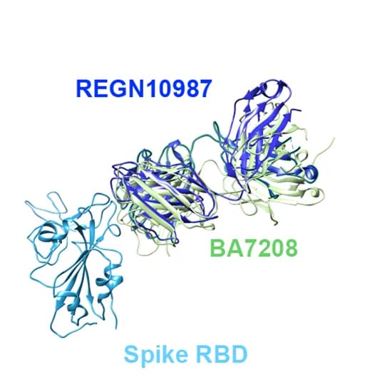 Open access visualization of Protein Structure, RBD, BA7208-Fab, REGN10987, Vir-7381