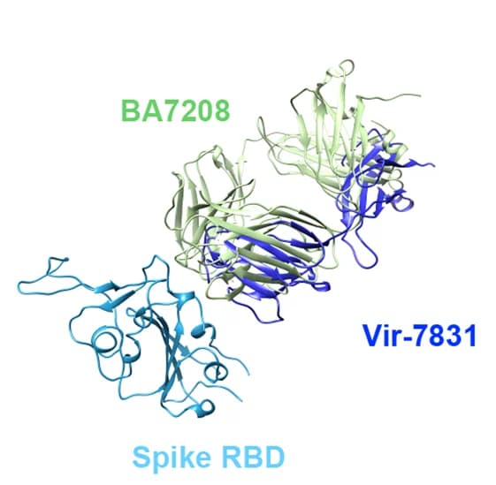 Open access visualization of Protein Structure, Chemical Structure, RBD, BA7208-Fab, REGN10987