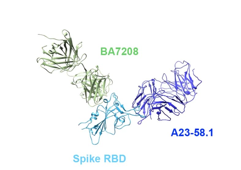 Open access visualization of Protein Structure, RBD, BA7208-Fab, REGN10987, Vir-7381