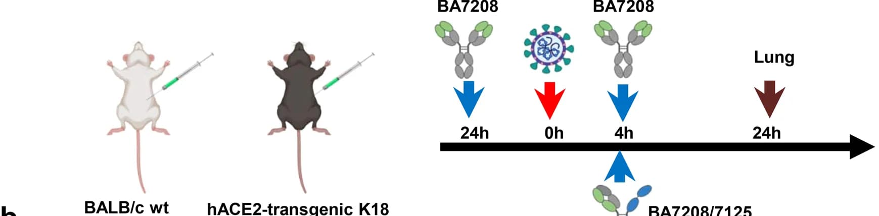 Open access visualization of Illustration, Workflow, BA72018/7125, BA7208, K18-hACE2-transgenic Mice