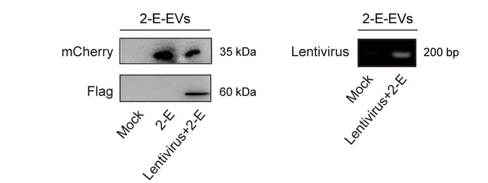 Open access visualization of Gel, Immunoblot, mCherry, Flag signals, Extracellular Vesicles