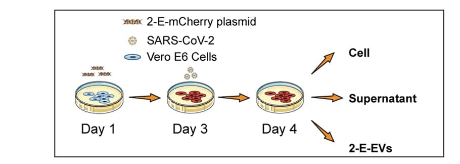 Open access visualization of Workflow, Illustration, Schematic, Infection Experiments, Vero E6 Cells