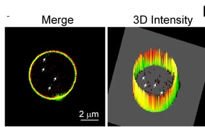Open access visualization of Microscopy, 3D Plot, 2-E-EVs, 2-E-mCherry, Golgi-EGFP
