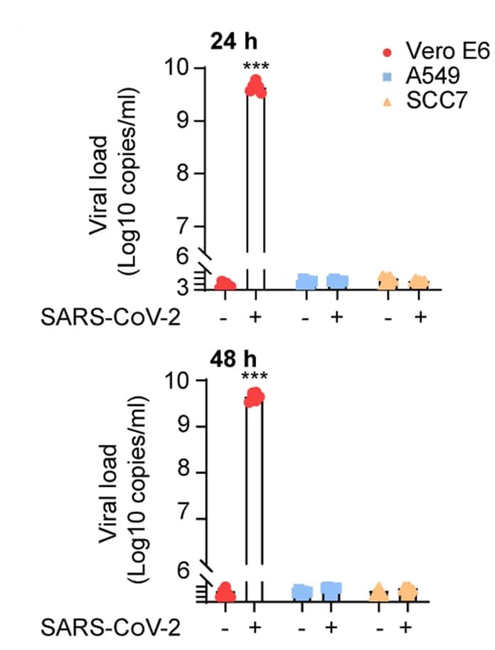 Open access visualization of Scatter Plot, Viral Copies, Vero E6 Cells, A549 Cells, SCC7 Cells