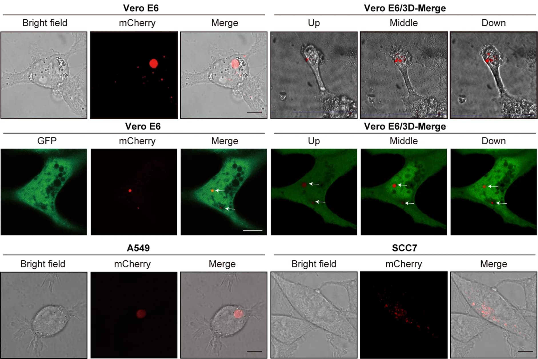 Open access visualization of Microscopy, Vero E6 Cells, A549 Cells, SCC7 Cells, 2-E-mCherry-induced Vesicles