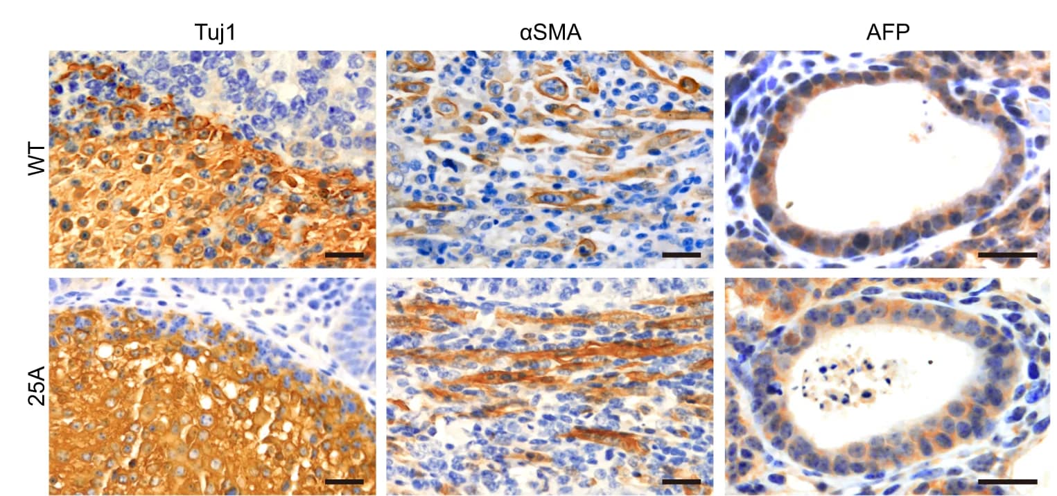 Open access visualization of Microscopy, Paraffin Sections, Teratomas, Germ-layer Markers, Ectoderm